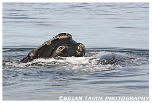 Northern Right Whales