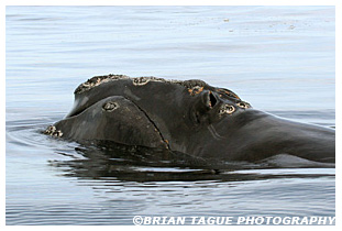 Northern Right Whale