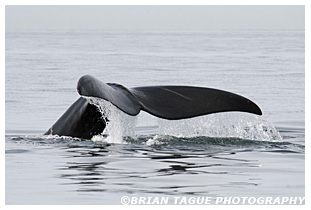 Northern Right Whale fluke