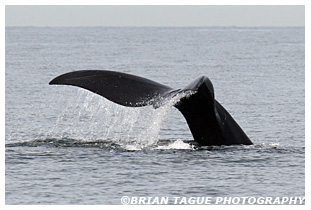 Northern Right Whale fluke