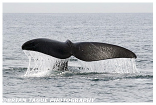 Northern Right Whale fluke