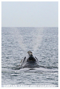 Northern Right Whale spouting