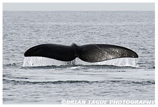 Northern Right Whale fluke
