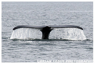 Northern Right Whale fluke
