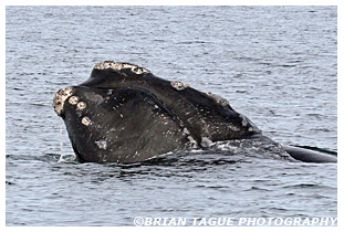 Northern Right Whale