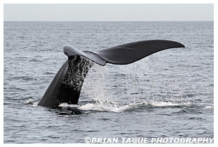 Northern Right Whale fluke