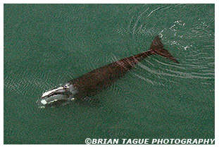 Northern Right Whale feeding