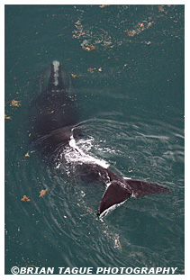 Northern Right Whale