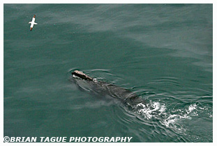 Northern Right Whale & Northern Gannet