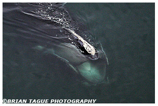 Northern Right Whale feeding