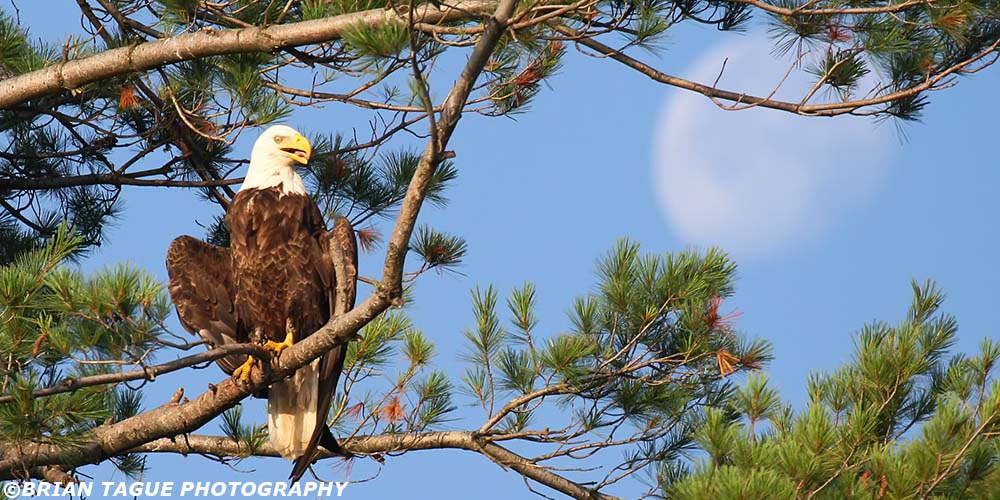 BaldEagle-422_2288-crp1