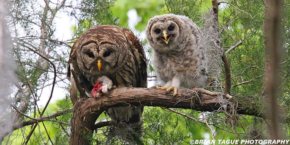 BarredOwls-425_7694