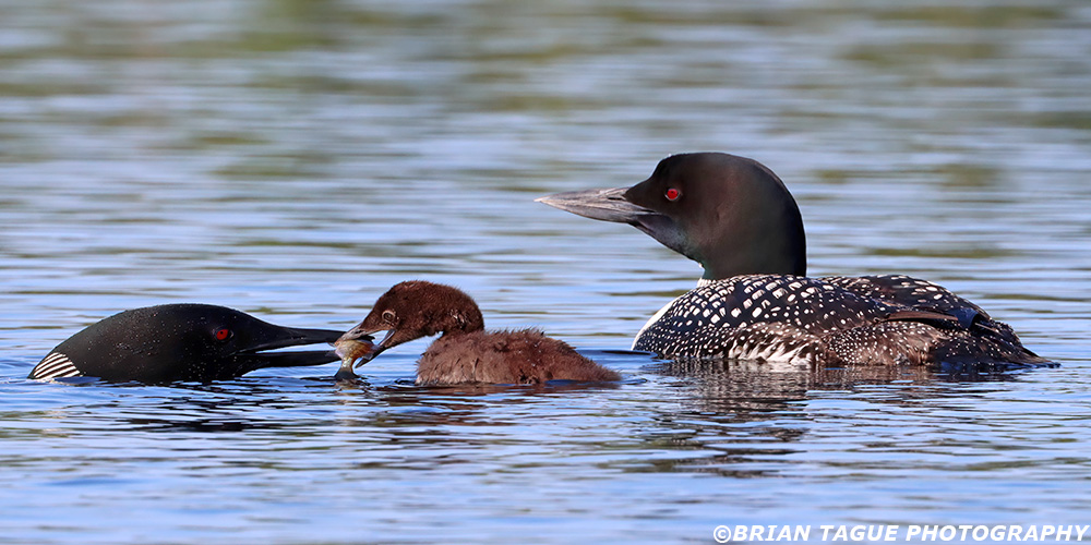 CommonLoons-448_1576