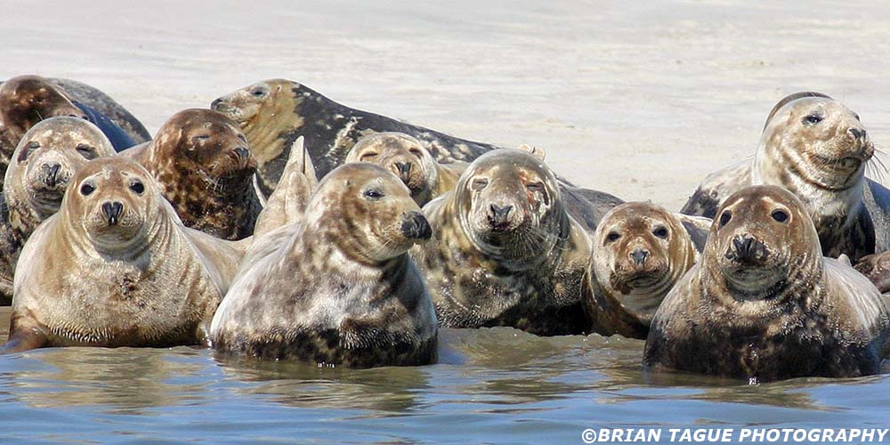 GraySeals-117_1727-crp-pano