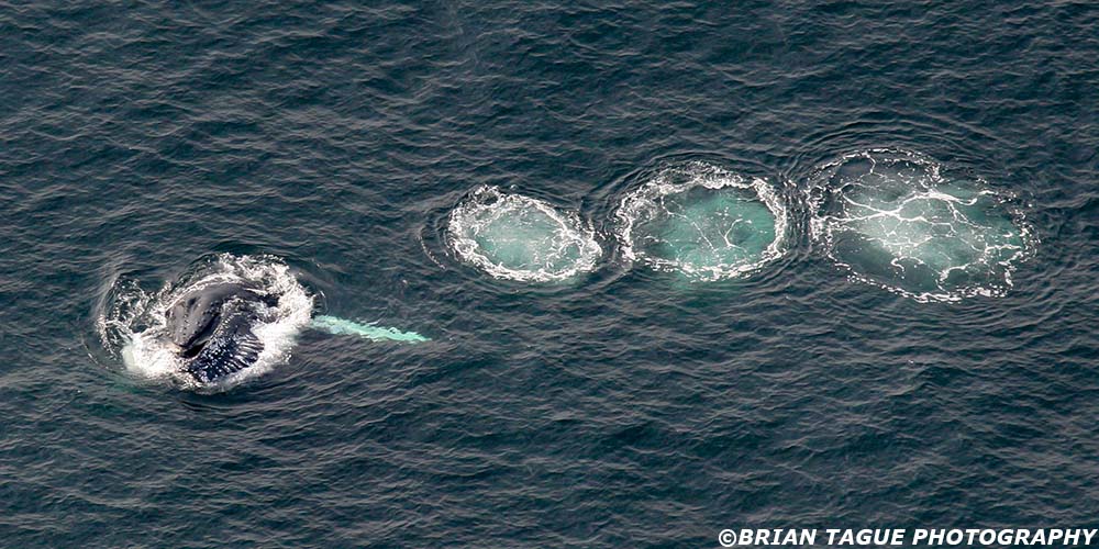 HumpbackWhaleAerial-422_4118-crp1