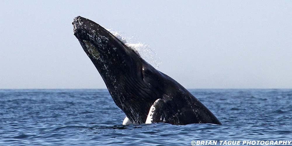 HumpbackWhaleBreaching-434_0496