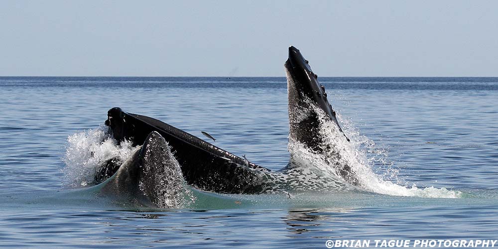 HumpbackWhaleFeeding-421_4222-crp