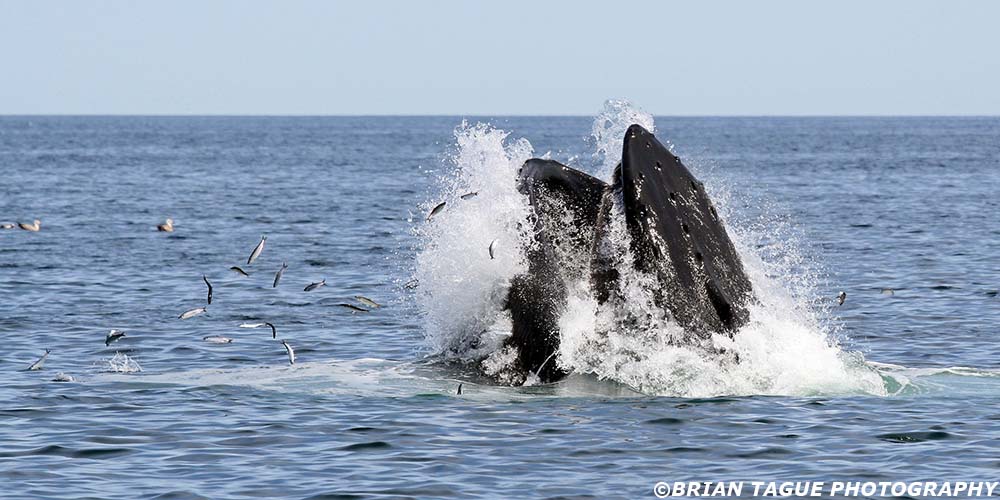 HumpbackWhaleFeeding-421_4617