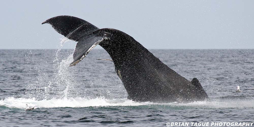 HumpbackWhaleFluke-421_5118