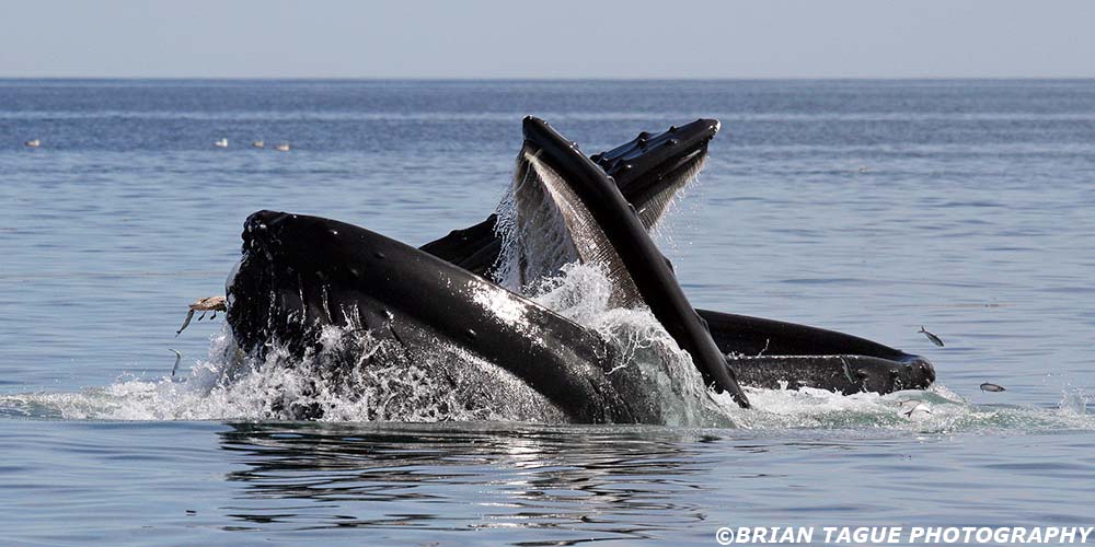 HumpbackWhalesFeeding-421_4363