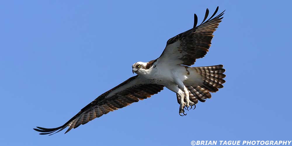 Osprey-294_9463-crp