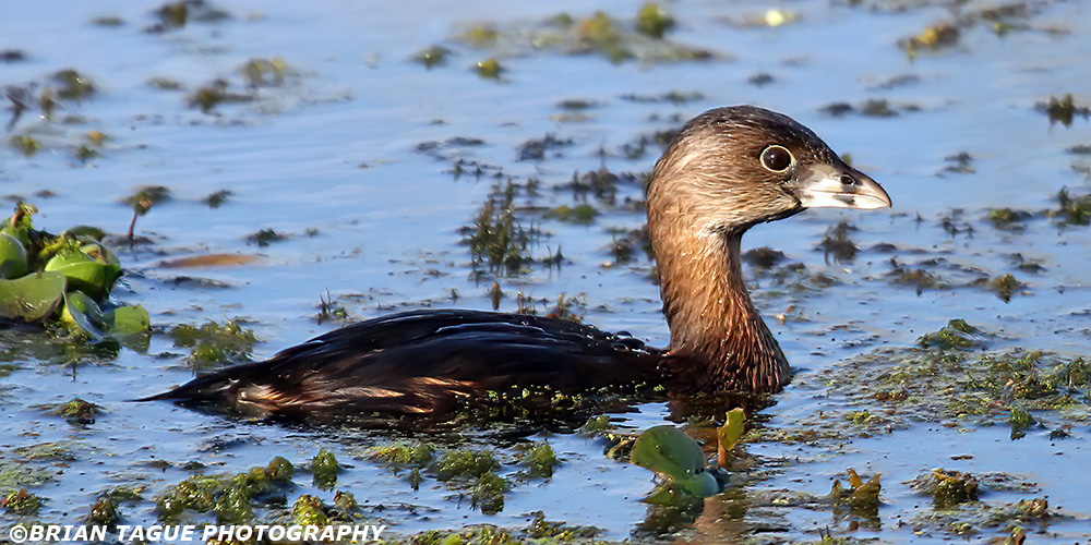 Pied-billGrebe-437_5158-crp1