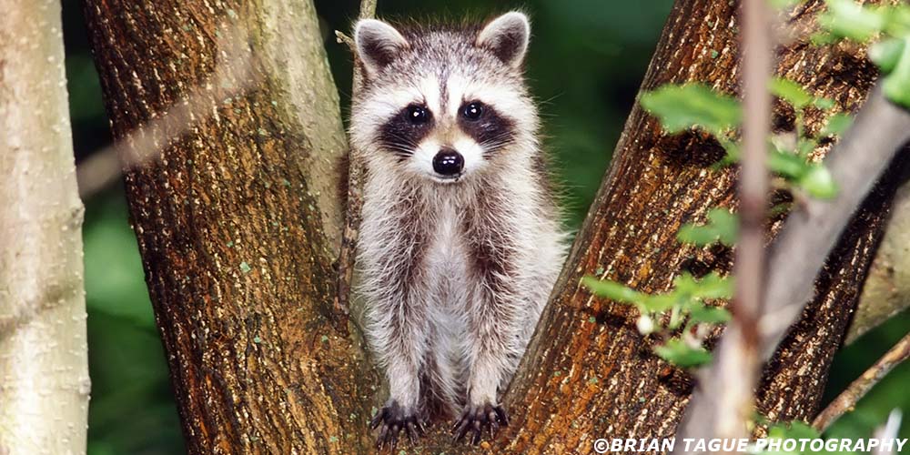 Raccoon-589-09