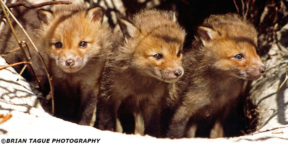 RedFoxKits-358-01