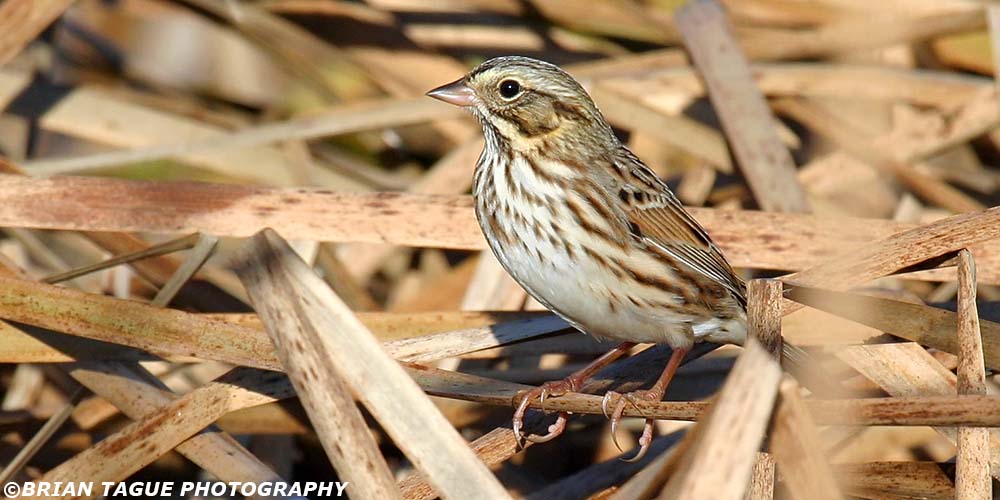 SavannahSparrow-224_2445-crp