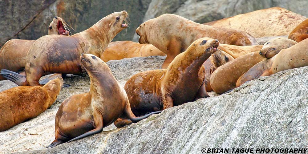 StellarSeaLions-355_5520