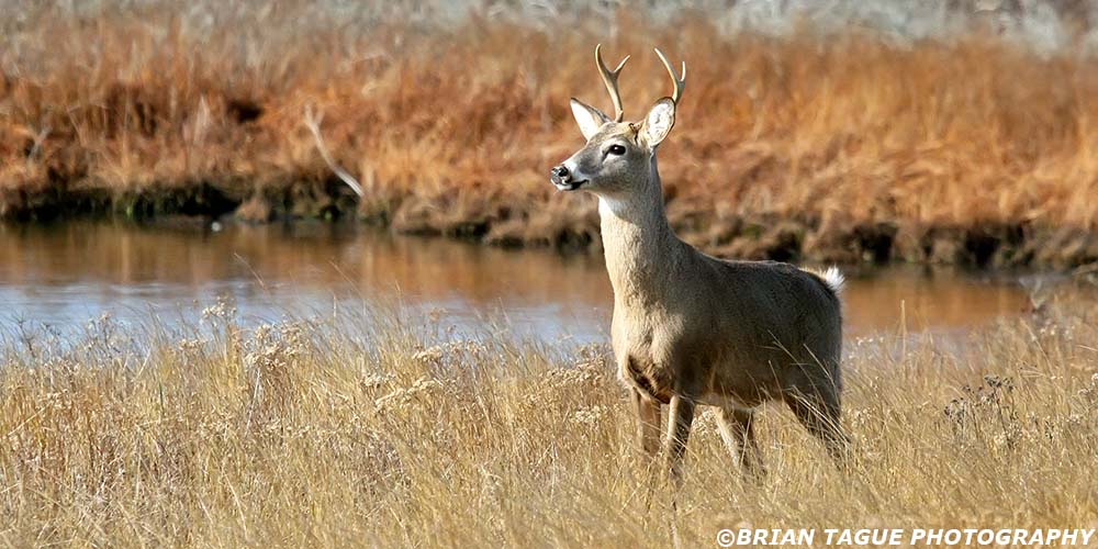 White-TailedDeer-422_8389-crp3