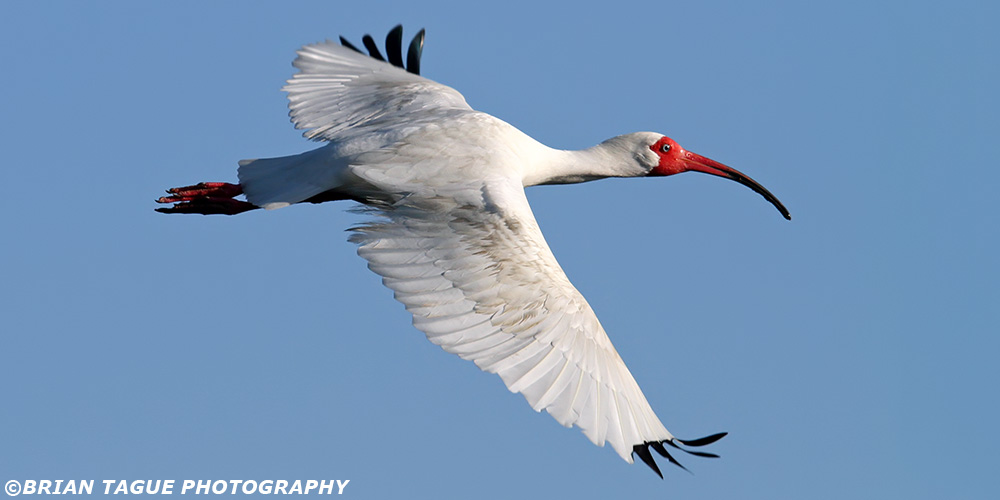 WhiteIbis-434_9957