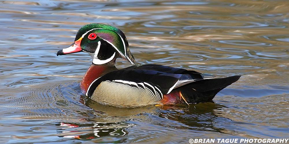 WoodDuck-276_7650