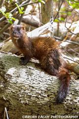 AmericanMink-446 3706-crp1-150-4