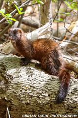 AmericanMink-446 3713-crp1-150-4