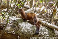AmericanMink-446 3717-150-4
