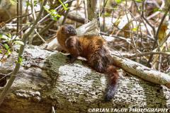 AmericanMink-446 3721-150-4