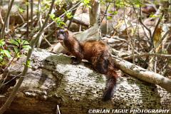 AmericanMink-446_3750-150-4