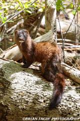 AmericanMink-446 3754-crp1-150-4