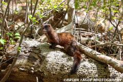 AmericanMink-446 3758-150-4