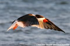 BlackSkimmer-425 6651-150-4
