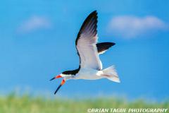 BlackSkimmer-620-31-150-4