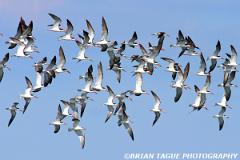BlackSkimmers-366 6651-crp1-150-4