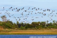 BlackSkimmers-371 7114-crp1-150-4