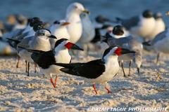 BlackSkimmers-425 6628-150-4