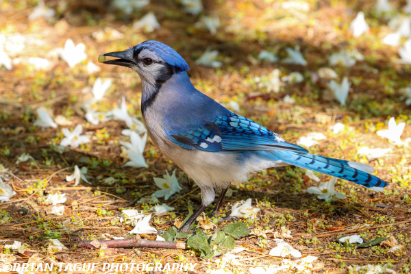 BlueJay-446 5232-150-4
