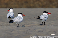 CommonTern-336 3653-crp-150-4