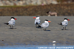 CommonTern-429 7673-crp1-150-4