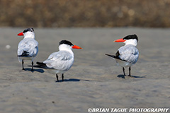 CommonTern-504-13-150-4
