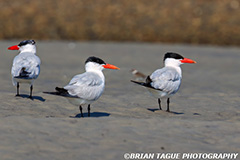 CommonTern-514-34-150-4